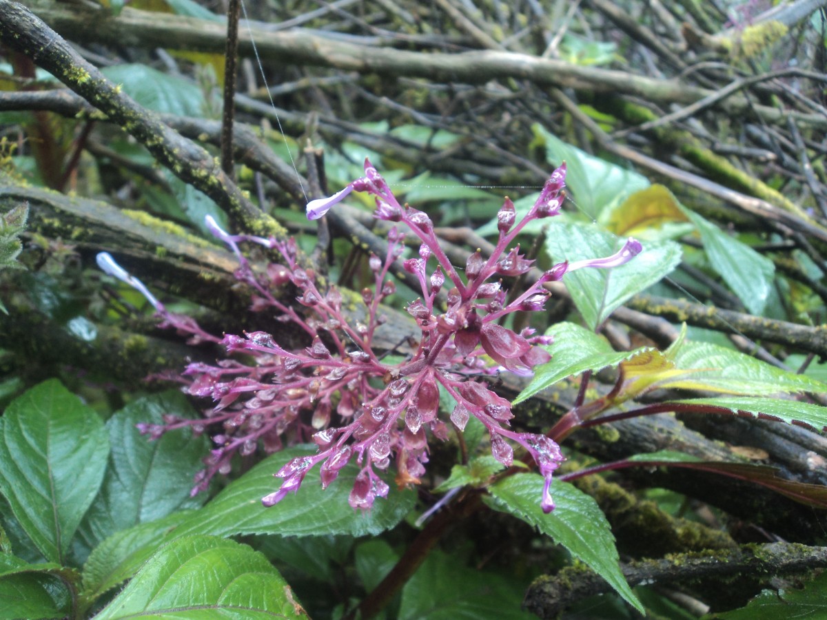 Coleus inflatus Benth.